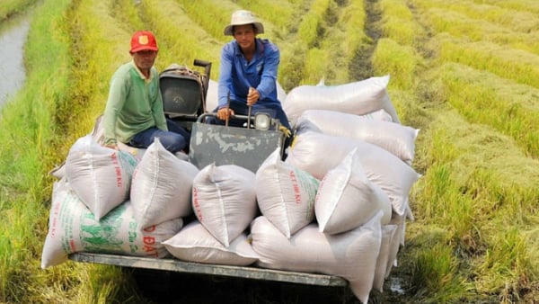 Philippines siết nhập khẩu, giá gạo Việt Nam đối mặt rủi ro giảm