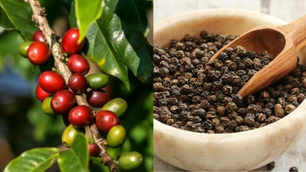 Giá cà phê, hồ tiêu đồng loạt bật tăng Giá cà phê, hồ tiêu đồng loạt bật tăng