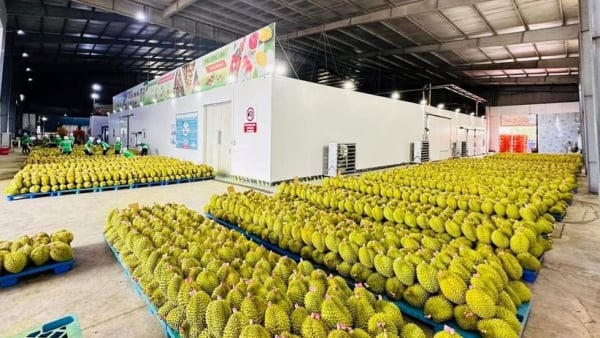 Kim ngạch xuất khẩu sầu riêng tăng 275% Kim ngạch xuất khẩu sầu riêng tăng 275%