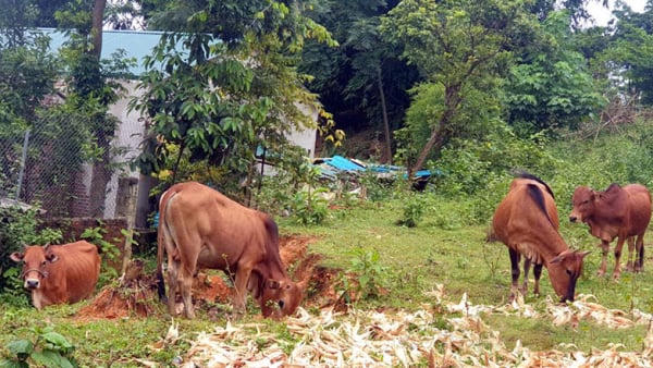 Hộ kinh doanh thu mua trâu, bò về giết mổ bán thịt thì nộp thuế GTGT 1% trên doanh thu phải không?