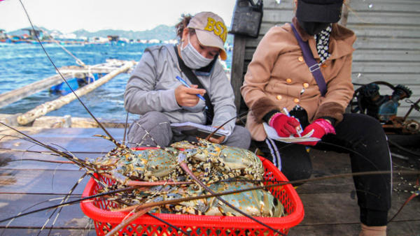 Xuất khẩu tôm hùm bứt phá