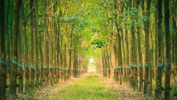 Cao su Phước Hoà bị nhắc nhở chậm công bố thông tin