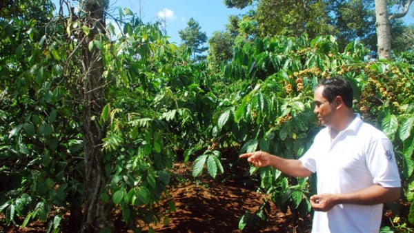 Xuất khẩu cà phê tăng mạnh nhưng giá trị đi lùi