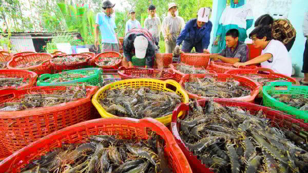 132 doanh nghiệp tôm Việt Nam gánh mức thuế chống bán phá giá mức kịch khung