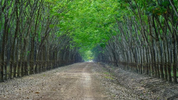 Cao su Tây Ninh lên kế hoạch lãi tối thiểu 491,27 tỷ đồng trong 2026