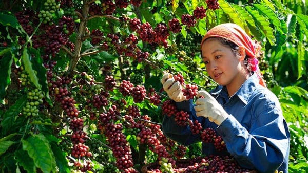 Giá cà phê bật tăng mạnh Giá cà phê bật tăng mạnh