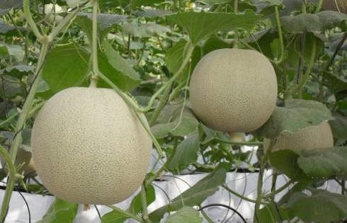 TP.HCM thành lập 7 khu nông nghiệp ứng dụng công nghệ cao