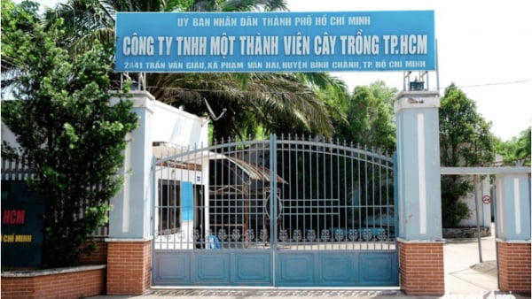 Công ty Cây trồng Tp. HCM nợ thuế hơn 413 tỷ đồng
