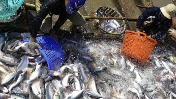 Một doanh nghiệp cá tra Việt Nam bị Mỹ tăng thuế 440%