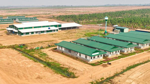 Kiểm toán đặt dấu hỏi về khả năng hoạt động liên tục của HAGL Agrico