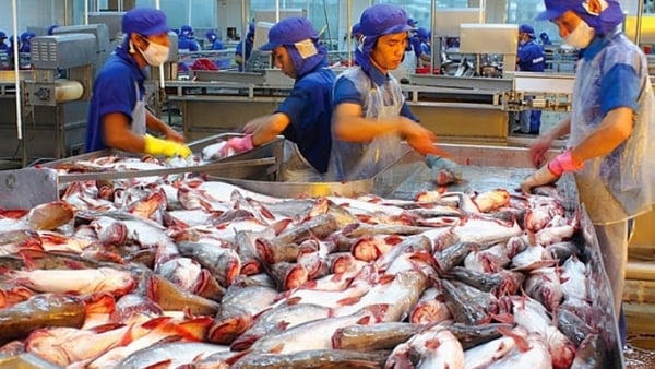 Xuất khẩu cá tra 8 tháng: Trung Quốc và Brazil tạo lực đẩy, Mỹ giảm mạnh