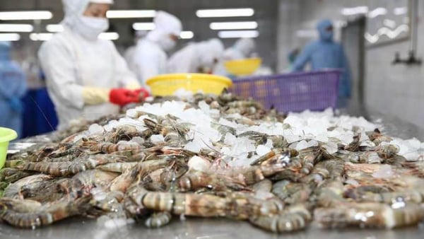 Xuất khẩu tôm tăng chậm lại, sang Mỹ và EU tiếp tục giảm Xuất khẩu tôm tăng chậm lại, sang Mỹ và EU tiếp tục giảm