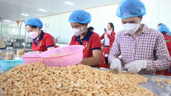 Xuất khẩu điều vượt 4,2 tỷ USD