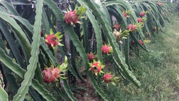 Thanh long xuống giá kỷ lục, còn 2.000 đồng/kg