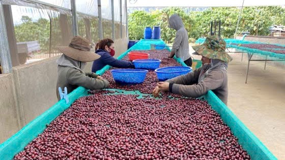 Ngành cà phê Việt Nam lập kỷ lục xuất khẩu mới với trên 8,4 tỷ USD