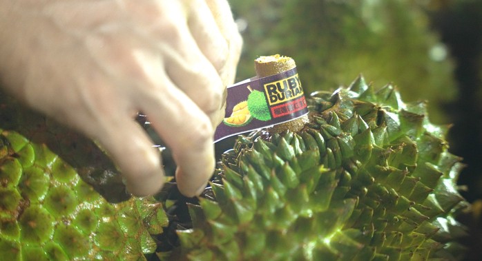 Việc dừng kiểm nghiệm sầu riêng xuất khẩu: Xác định rõ nguyên nhân và trách nhiệm tổ chức, cá nhân