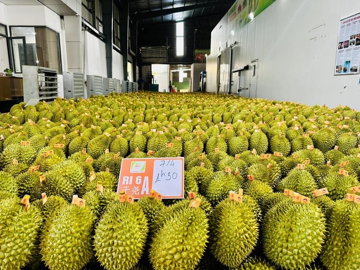 Việc dừng kiểm nghiệm sầu riêng xuất khẩu: Xác định rõ nguyên nhân và trách nhiệm tổ chức, cá nhân