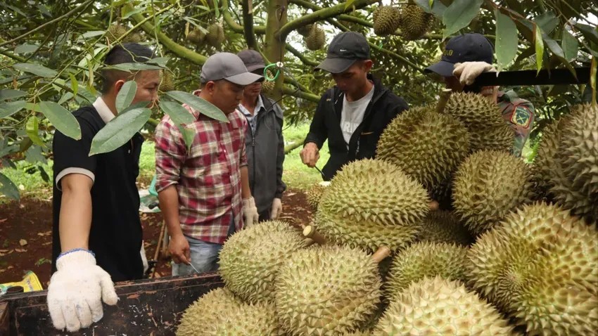 Việc dừng kiểm nghiệm sầu riêng xuất khẩu: Xác định rõ nguyên nhân và trách nhiệm tổ chức, cá nhân