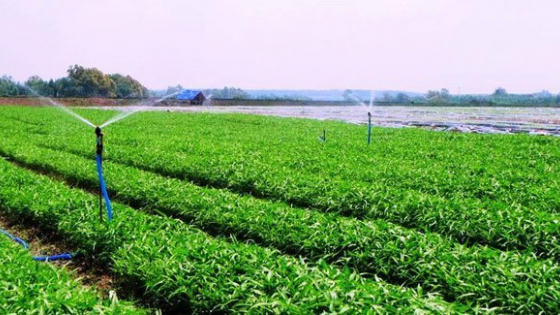 Chặn “rau bẩn” tuồn vào trường học, siêu thị: Thực hiện việc truy xuất để nâng cao chất lượng an toàn thực phẩm