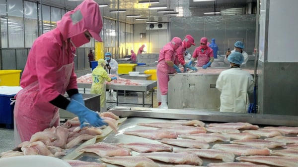 Xuất khẩu cá rô phi tăng gần 180%, lập kỷ lục 5 năm Xuất khẩu cá rô phi tăng gần 180%, lập kỷ lục 5 năm
