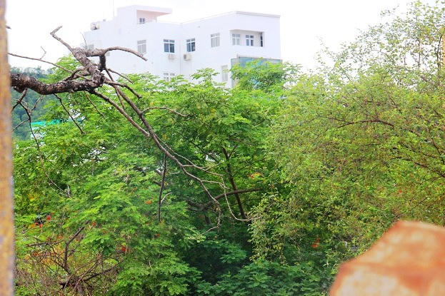 Vì sao “đất vàng” trị giá 200 triệu/m2 bị rào tôn, cây cỏ bủa vây? hình ảnh 5