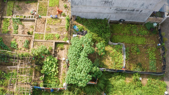 Nhiều ô đất liền kề, biệt thự đã xây xong phần móng được người dân tận dụng trồng rau...