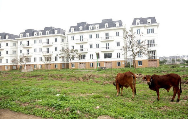 Nhiều nhà đầu tư đã “ngậm trái đắng” vì hàng cắt lỗ thời Covid-19. &nbsp;