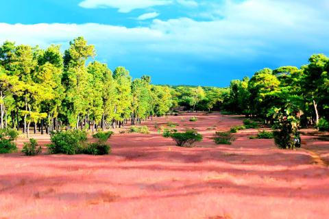 Gần 156ha rừng thông 50 tuổi ở Đăk Đoa sẽ được chuyển đổi làm sân golf. Ảnh: Báo Gia Lai &nbsp;