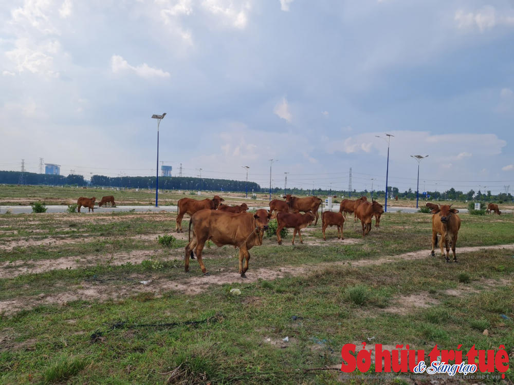 Tuy nhiên, sau hơn 10 năm, Thành phố Mới Bình Dương phát triển không được như kì vọng khiến nhiều doanh nghiệp, giới đầu tư “lên bờ xuống ruộng”. Nhiều dự án đến giờ vẫn chỉ là bãi đất trống, những khu biệt thự, nhà phố không có người ở, cỏ mọc um tùm.&nbsp;