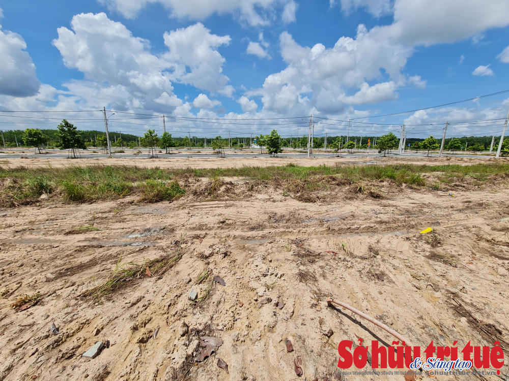 Xung quanh khu đất dự án là các rừng cây cao su.