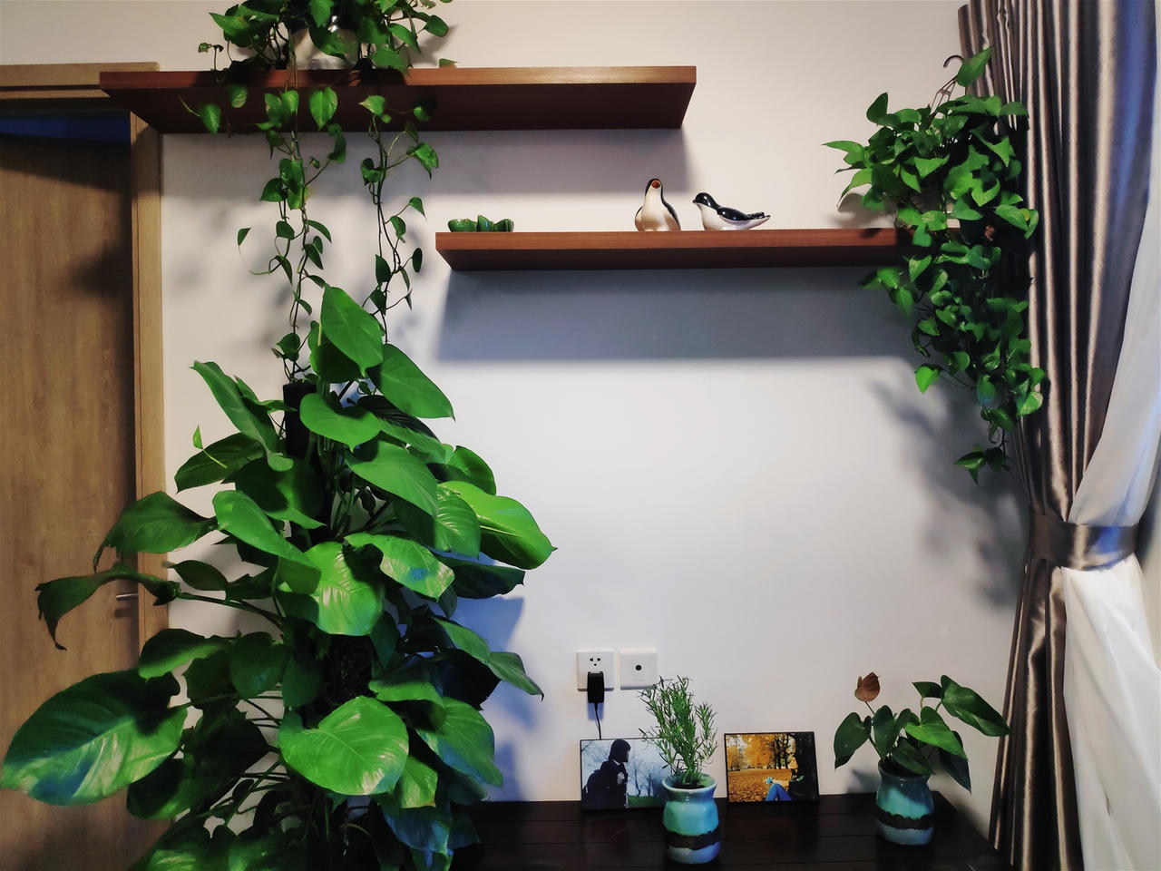 Cần lưu ý điều gì khi nuôi dưỡng cây xanh trong nhà?