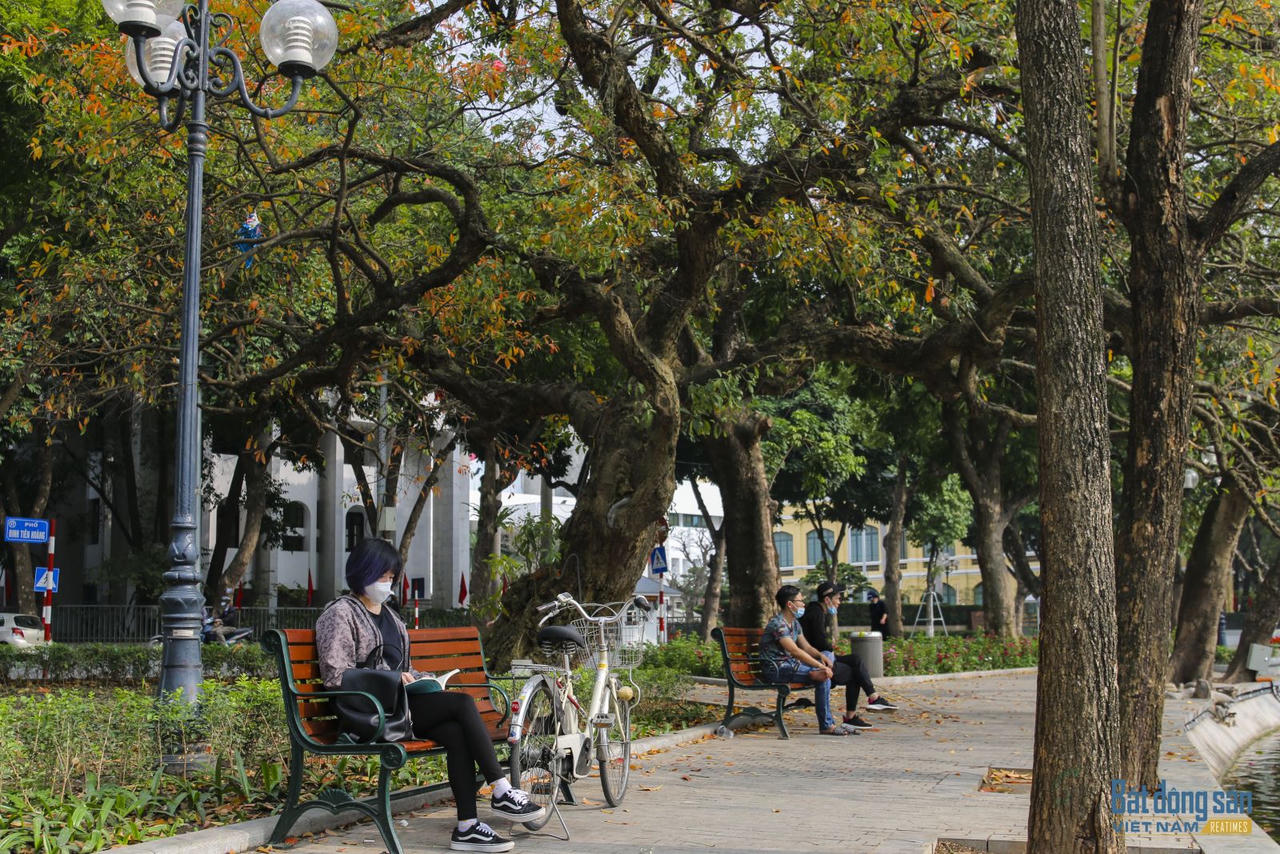 Hà Nội đẹp mộng mơ mùa lộc vừng thay lá