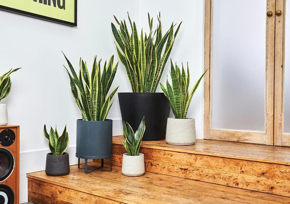 Các cách đơn giản và tiết kiệm để đưa thiên nhiên vào ngôi nhà