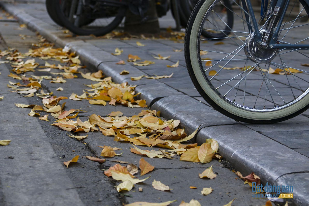 Hà Nội đẹp mộng mơ mùa lộc vừng thay lá