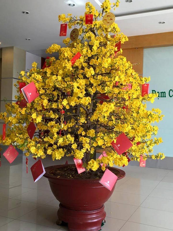 Trưng quất, đào, mai ngày Tết thế nào cho đúng phong thủy?