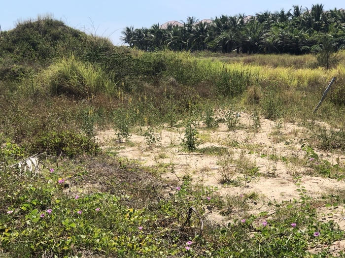 Ngoài ra, UBND thành phố cũng thống nhất phương án quy hoạch công viên biển cuối tuyến đường Huyền Trân Công Chúa (trên cơ sở thu hồi dự án khu du lịch I.V.C) và phương án quy hoạch mở rộng bãi tắm Non Nước (trên cơ sở thu hồi dự án Khu du lịch ven biển do Công ty Cổ phần Bắc Nam 79 làm chủ đầu tư). Cả 2 dự án này đều liên quan đến ông Phan Văn Anh Vũ (Vũ "nhôm"). &nbsp;