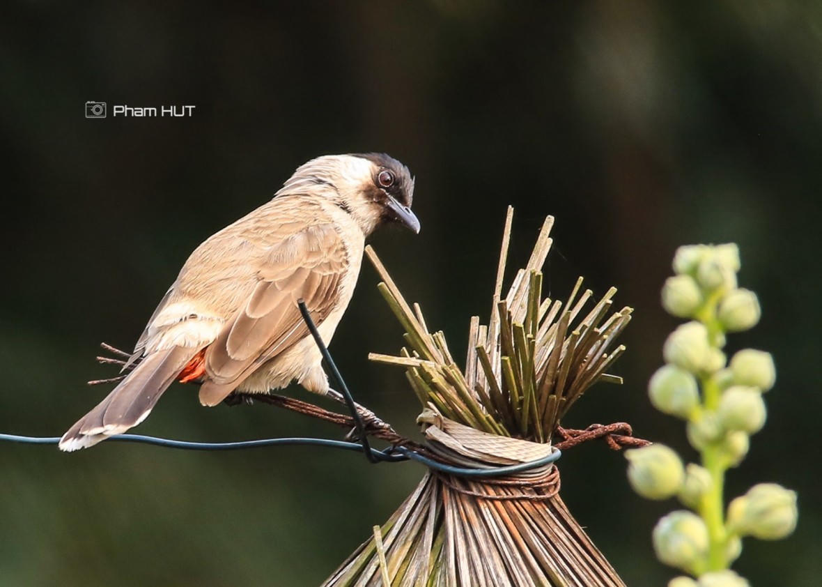 Những mảng rừng xanh vun đắp tâm hồn tại KĐT Ecopark