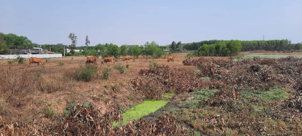 Bãi đất trống tại dự án Khu dân cư Bàu Cạn tỉnh Đồng Nai. &nbsp;