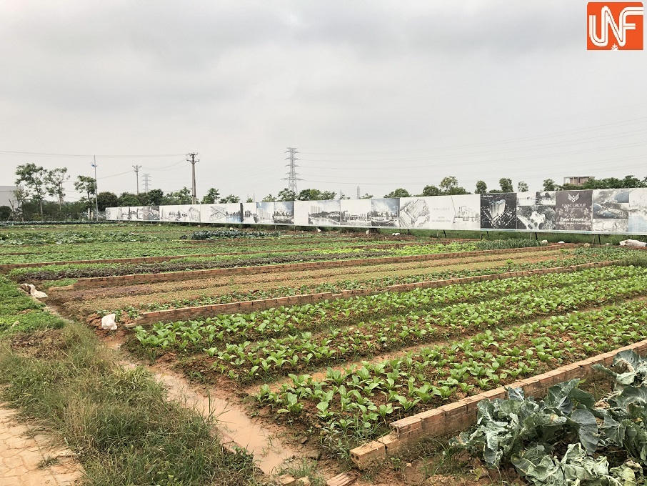 Sốt đất và bài học cay đắng từ 'vườn rau bất đắc dĩ' The Diamond Park của Videc ở Mê Linh