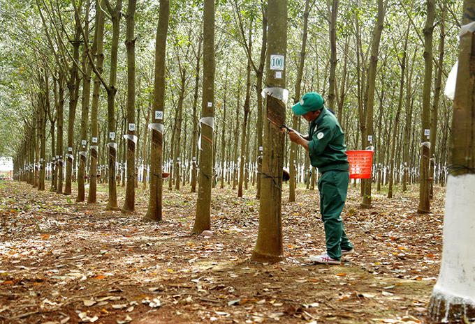 Các doanh nghiệp cao su công bố kết quả kinh doanh khá trái chiều với nhiều đơn vị lao dốc vì gánh nặng chi phí và tác động của thị trường. &nbsp;