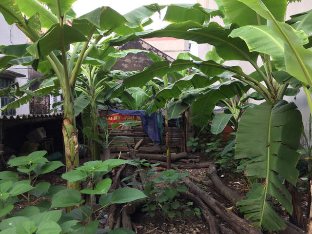 Đất thổ cư phía Đông Hà Nội “lên cơn sốt” sau tin xây 4 cây cầu