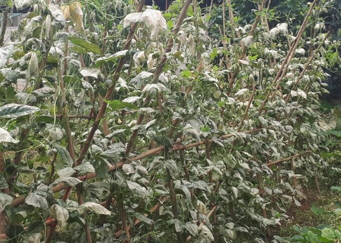 Sự cố về công nghệ trong quá trình hoạt động sản xuất tại Nhà máy sản xuất DAP số 2, Khu Công nghiệp Tằng Loỏng đã khiến nhiều ha hoa màu của các hộ dân bị ảnh hưởng. &nbsp;