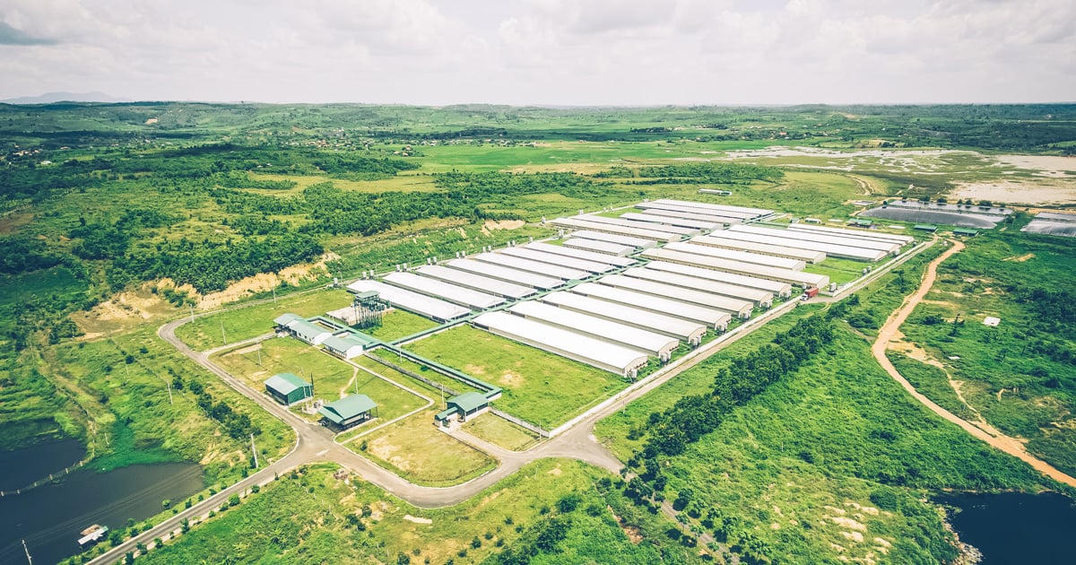 Mô hình trang trại&nbsp;GreenFeed Việt Nam