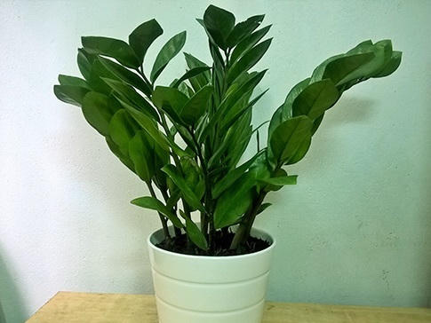 Tài lộc đua nhau ập tới khi trồng những cây này trong nhà