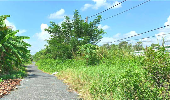 Làm dự án khu đô thị hàng trăm tỷ đồng rồi để lau sậy mọc um tùm 