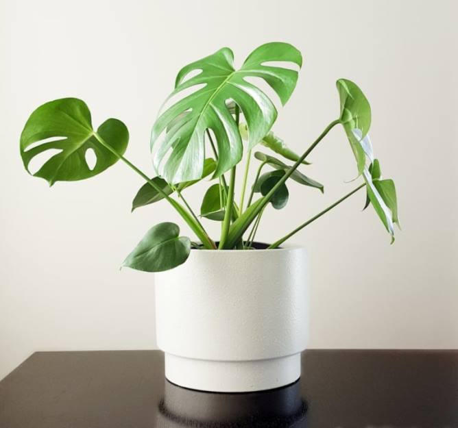 Những nguyên tắc bố trí cây xanh trong văn phòng