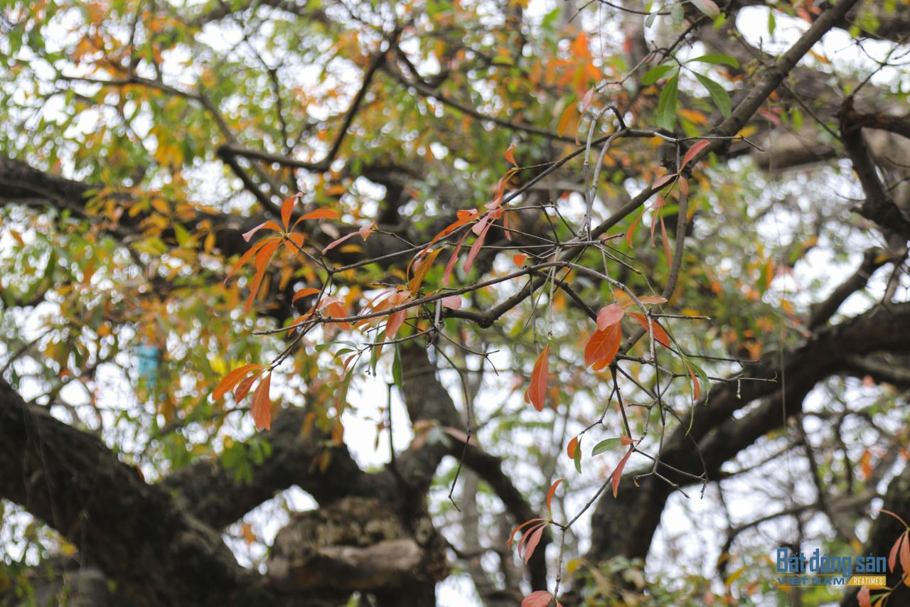 Hà Nội đẹp mộng mơ mùa lộc vừng thay lá