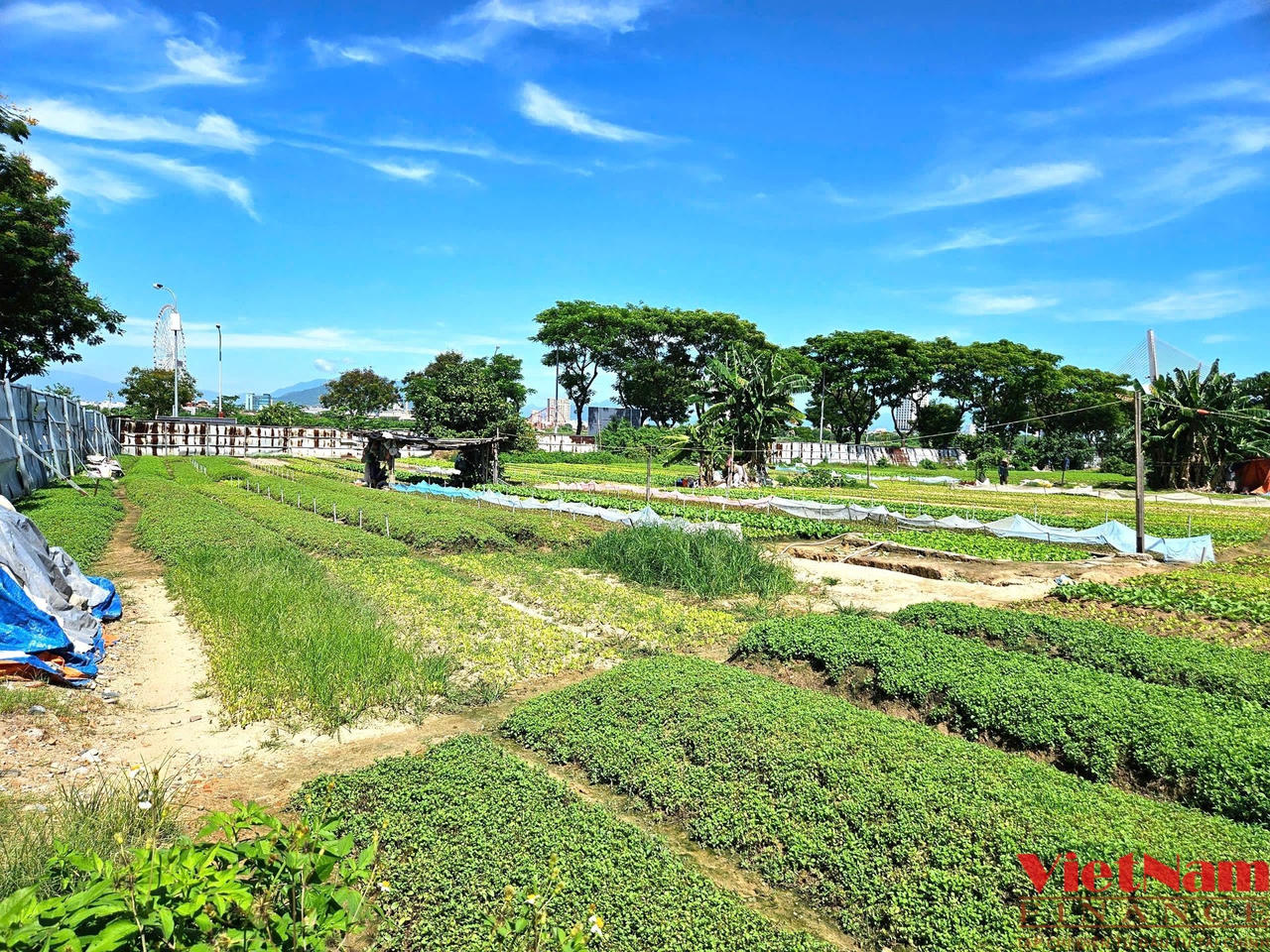 Toàn cảnh khu đất làm Tổ hợp lễ hội pháo hoa quốc tế Đà Nẵng 11.000 tỷ đồng