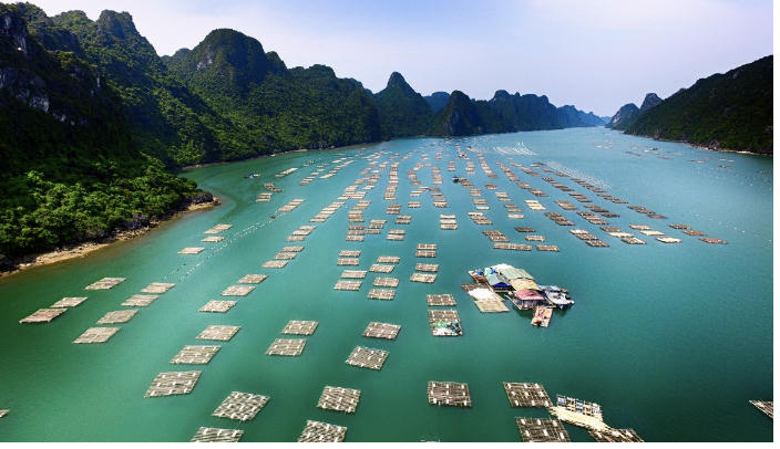 Khu nuôi hàu Thái Bình Dương tại huyện Vân Đồn, tỉnh Quảng Ninh của BIM Group