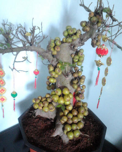 Tài lộc đua nhau ập tới khi trồng những cây này trong nhà